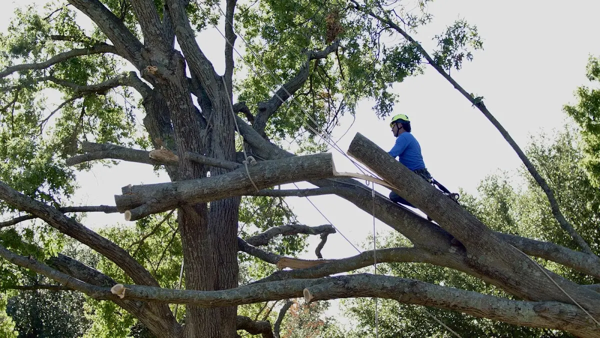 Professional Hazardous Tree Removal performed by certified arborists in Malabar